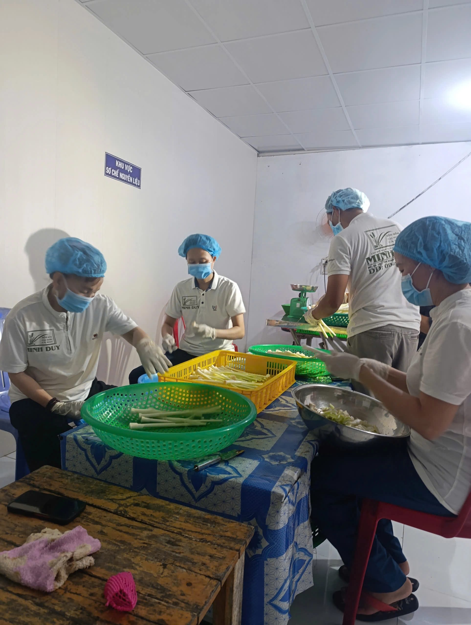 Sơ chế bồn bồn sau khi thu hoạch